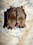 Cuevas de Koněprusy